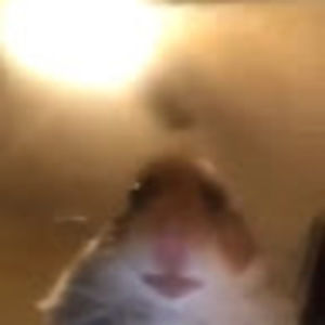 Meet your Posher, Bernie